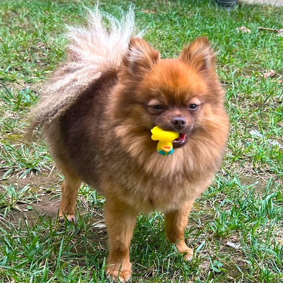 Meet your Posher, Fifi - Picture 1 of 1